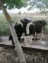 Продавам телета , снимка 2