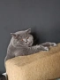 Британски котенца, снимка 10