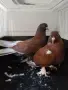 гълъби мардини за игра, снимка 2