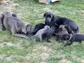 Кане корсо кутрета, снимка 16