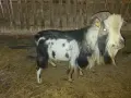 Мини мъжко на 3 години, снимка 4