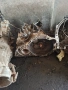 Скоростна кутия Хюндай Туксон Hyundai Kia Sportage 2.0d. 140ps. 2009г., снимка 2