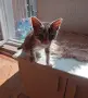 Подарявам добри котета,на добри хора., снимка 1