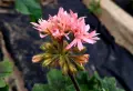 Колекционерско звездовидно мушкато "Bronze Butterfly" (Stellar Pelargonium), снимка 2