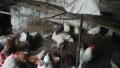 Продавам няколко породи ярки кокошки, снимка 4