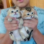 Златни чинчили  мъжки , снимка 3