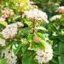 Вибурнум Тинус Ева Прайс, Viburnum Eva Price или още Калина !!!!!, снимка 8