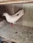 продавам гълъби, снимка 2