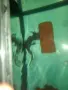 Продавам акселотъл с аквариум , снимка 2