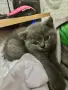 Мъжко котенце - Британска късокосместа, снимка 2
