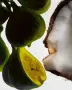 Парфюмна вода Top Scents Tropic Oriflame Thunder , снимка 3