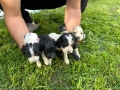 Продавам кученца , снимка 2