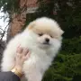  Кремаво момченце на 2 месеца и половина, снимка 2