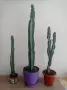 Кактуси Cereus ., снимка 1