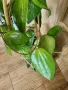 Хоя Cinnamomifolia var.purpureofusca, снимка 4