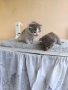 Подарявам две малки котенца , снимка 3