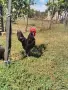 Петли Петел Черен Легхорн Leghorn, снимка 1