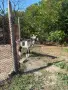 Млечна коза информация по тел, снимка 1