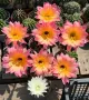 Цъфтящи Кактуси Echinopsis Hybrid омбре преливащи се цветове , снимка 1