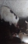 продавам мини холандски кози, снимка 4