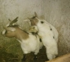 продавам мини холандски кози, снимка 5