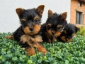 Йоркширски териер - Йорки , снимка 2