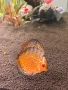 Дискуси , снимка 6
