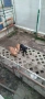 Продавам клетка , снимка 1