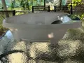 Дигитална бебешка вана с везна и термометър Aquascale 3-в-1, снимка 2