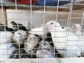  Бройлери, носачки, пъдпъдъци, патета, снимка 8