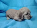 Кокер шпаньоли., снимка 4