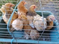 продавам ярки мини кохин, снимка 3