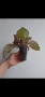 Еписция, episcia Jim's rose garden, снимка 4