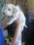 Чистокръвни Лагото Романьоло, снимка 3
