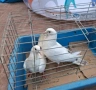 Гълъби   гълъби, снимка 5