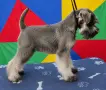 Кученца от породата миниатюрен шнауцер., снимка 1