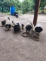 Кученца каракачанки , снимка 10