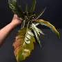 Philodendron Caramel Marble Variegata, снимка 2