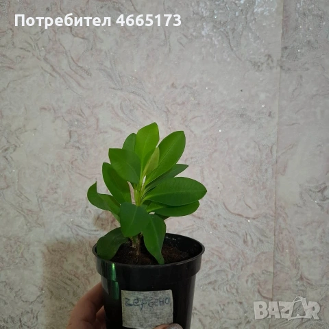 Стайно Цвете Исусов Венец червен и тъмно бял, снимка 10 - Стайни растения - 54111064