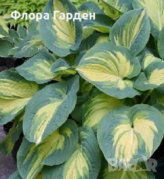 МНОГОГОДИШНИ ЦВЕТЯ, снимка 10 - Градински цветя и растения - 54703380