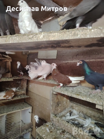 Гълъби, снимка 3 - Гълъби - 54093469