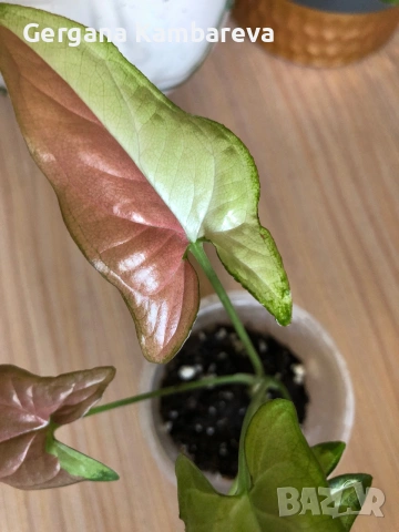 Syngonium Pink Salmon , снимка 2 - Стайни растения - 54969122