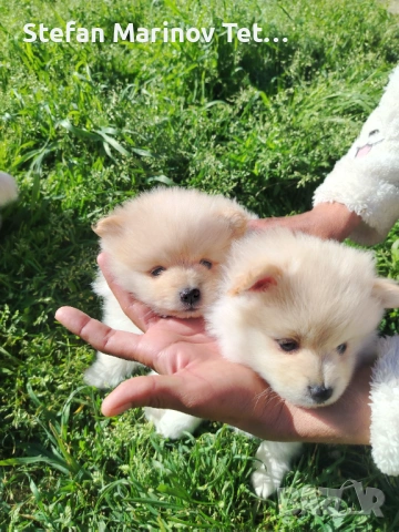 Померани малки кучета, снимка 3 - Померан - 54328544