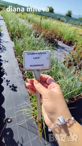 Пампаска трева, Кортадерия, бяла, Cortaderia Sellona, снимка 7 - Градински цветя и растения - 55337080