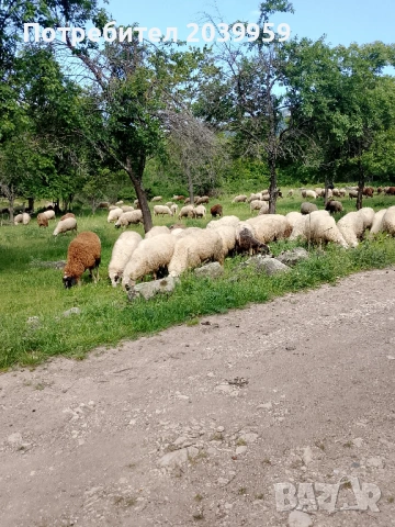 Агнета 20-25 кг и овце, снимка 8 - Овце - 54788043