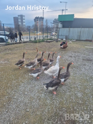 Продавам гъски патици и пуйки , снимка 2 - Патици и гъски - 53964312