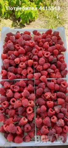 Разсад ягоди, снимка 4 - Разсади - 54014253