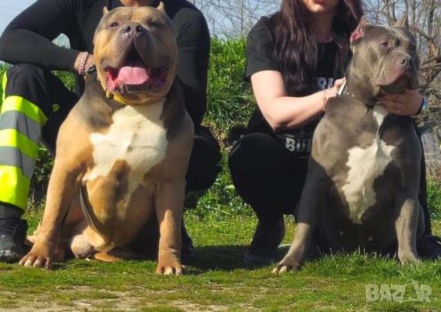ТОП Американско були хл American bully xl ABKC, снимка 12 - Други - 55134203