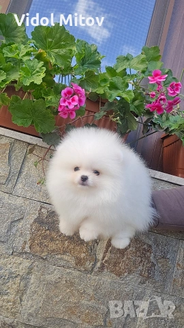 Мини Померан момче 