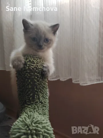 Британски котенца, снимка 2 - Британска късокосместа - 55675493